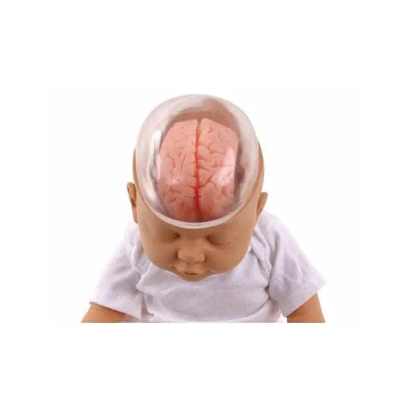 Poupée de démonstration du bébé secoué W43117 3B Scientific