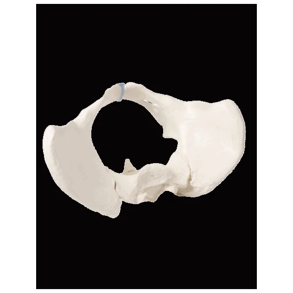 Squelette Bassin de Femme avec Sacrum Erler Zimmer 4054