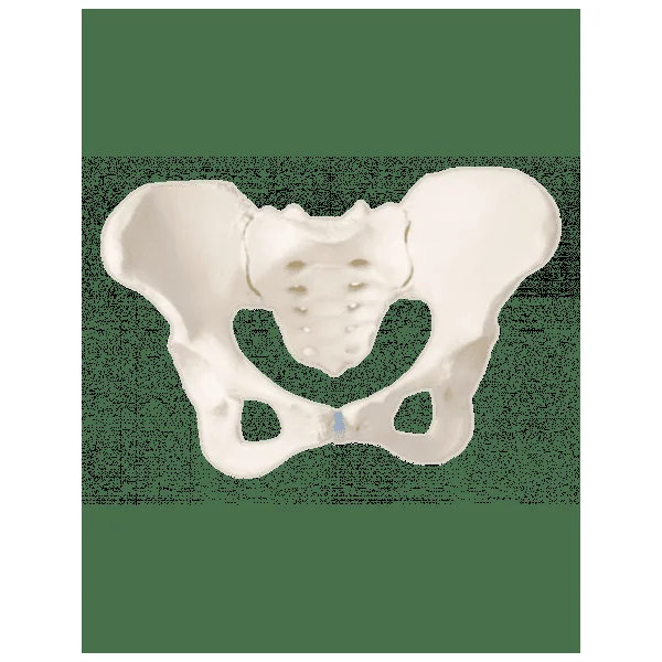 Squelette Bassin de Femme avec Sacrum Erler Zimmer 4054