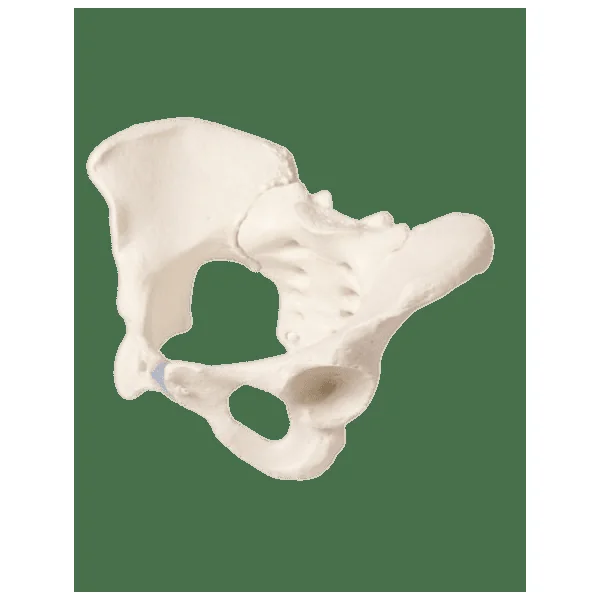 Squelette Bassin de Femme avec Sacrum Erler Zimmer 4054