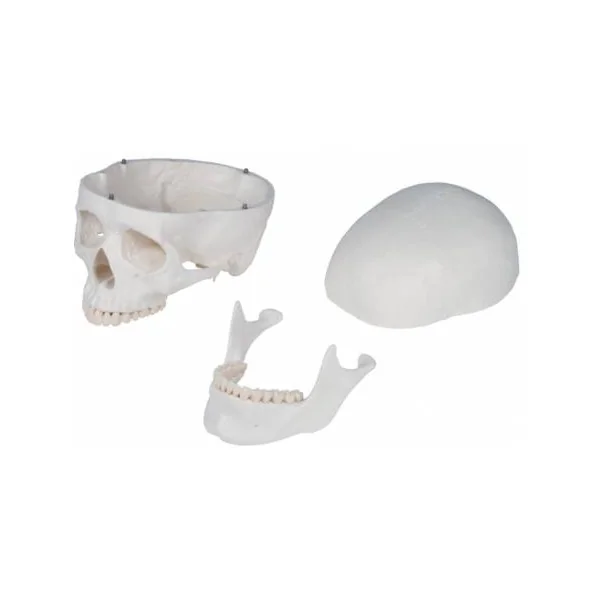 Squelette humain Oscar Erler Zimmer 2960