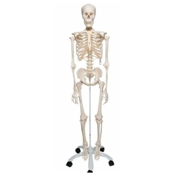 Squelette humain Stan A10 sur pied de 176 cm A10 3B Scientific