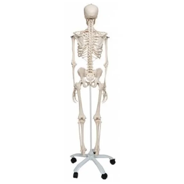 Squelette humain Stan A10 sur pied de 176 cm A10 3B Scientific