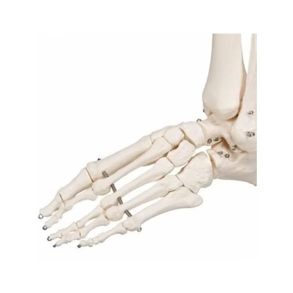 Squelette humain Stan A10 sur pied de 176 cm A10 3B Scientific