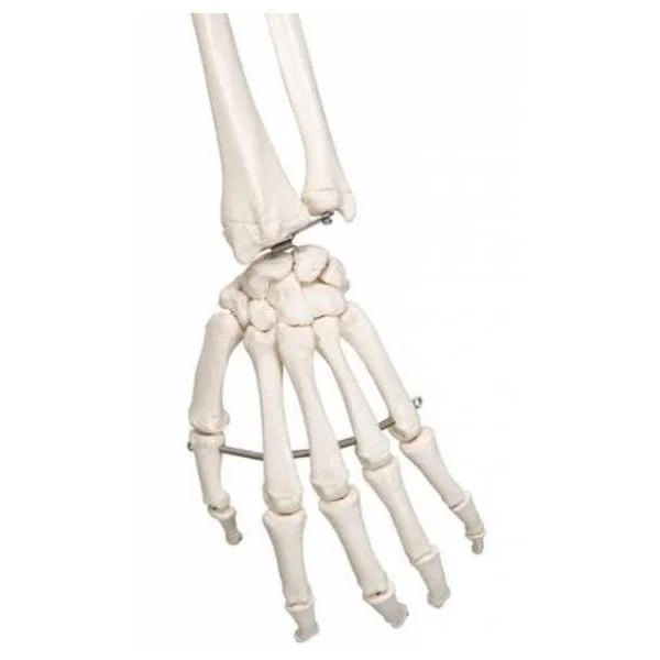 Squelette humain Stan A10 sur pied de 176 cm A10 3B Scientific