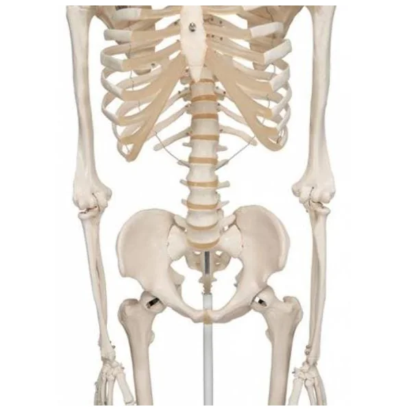 Squelette humain Stan A10 sur pied de 176 cm A10 3B Scientific