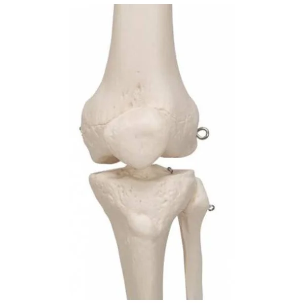 Squelette humain Stan A10 sur pied de 176 cm A10 3B Scientific