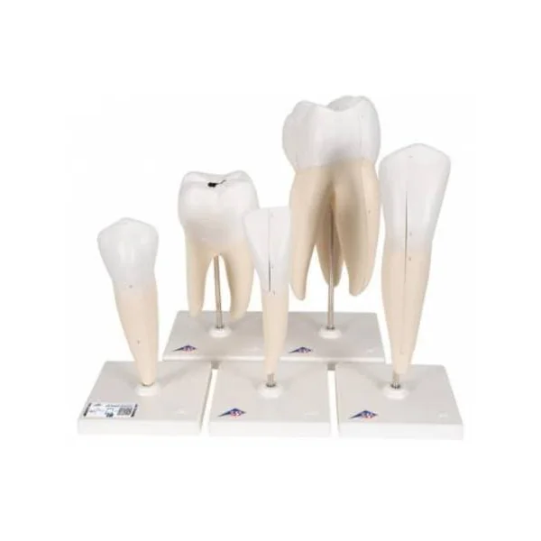 Série de 5 modèles de dents D10 3B scientific