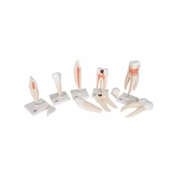 Série de 5 modèles de dents D10 3B scientific